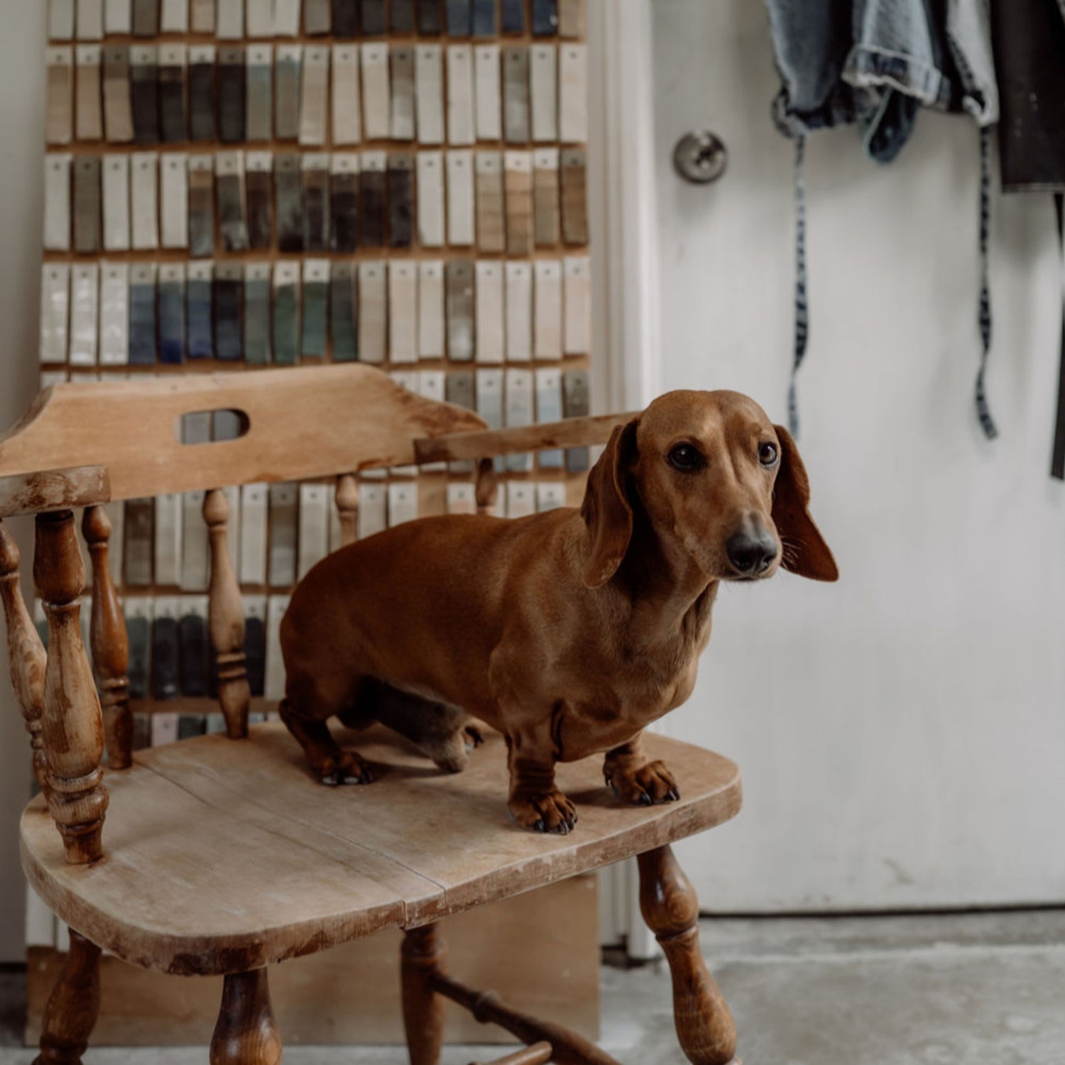 Dachshund sitting on a chair in the Henry & Tunks ceramic studio